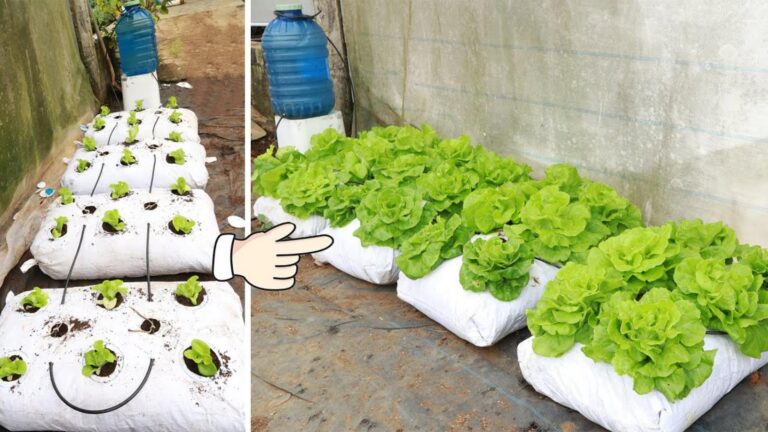 Dieser vergessene Trick verwandelt deinen Balkon in einen üppigen Salatgarten …