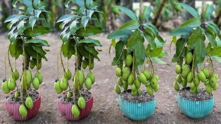 Dieser einfache Trick lässt deinen Mangobaum in Rekordzeit Wurzeln schlagen …