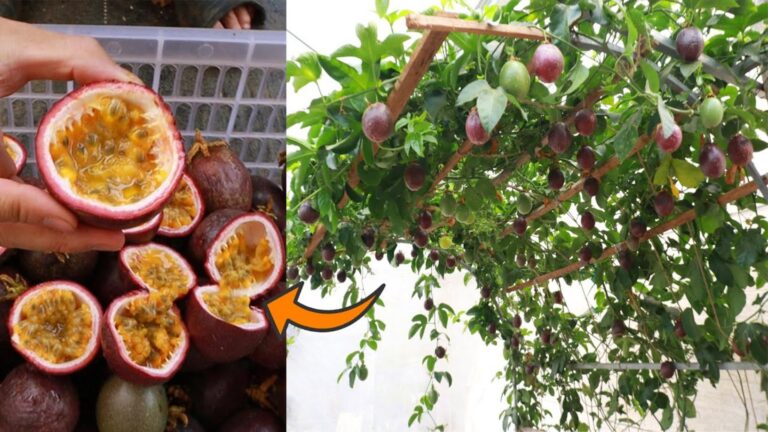 Diese geniale Methode verwandelt Plastikbehälter in fruchtbare Wachsen – so einfach…