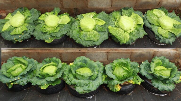 Dieser einfache Trick verwandelt alte Reifen in riesige, gesunde Weißkohl-Pflanzen…