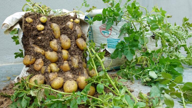 Diese einfache Methode bringt überraschend viele Kartoffeln aus Tüten – das musst du ausprobieren…