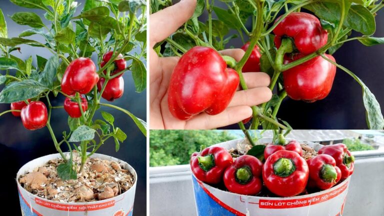 Eine einfache Methode, um Paprika neu erblühen zu lassen und die Ernte zu verdoppeln…