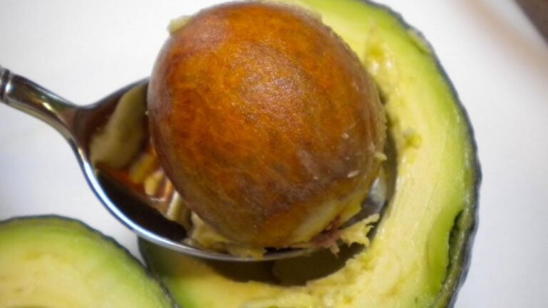 Dieser vergessene Trick lässt Avocadokerne im Handumdrehen sprießen … entdecke wie!