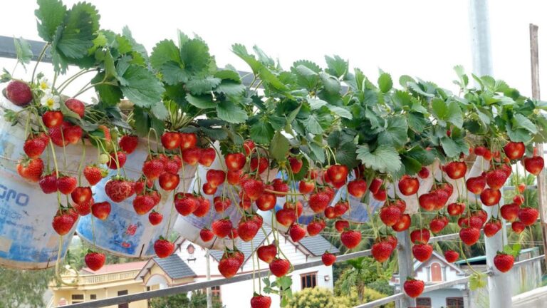 Ein alter Trick, um das ganze Jahr über Erdbeeren zu genießen, selbst ohne Garten…
