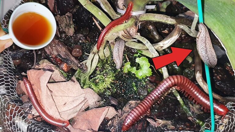 Zerstöre Nacktschnecken mit nur 1 Tasse dieser erstaunlichen Mixtur!