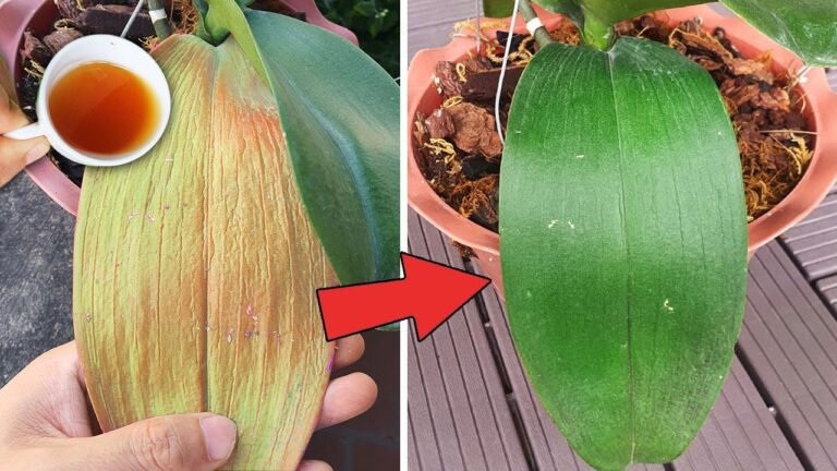 Reviviere deine Orchideen mit 1 Tasse magischem Wasser in nur 5 Minuten!