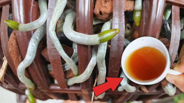 5 magische Wasserrezepte für ganzjährige Blüten und gesunde Wurzeln