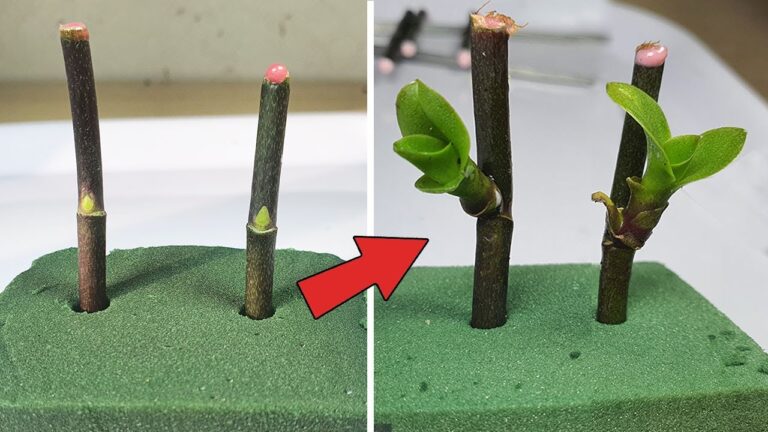 6 Tipps für die schnelle Vermehrung von Orchideen mit Floral Foam