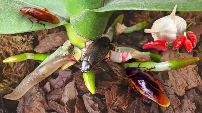 5 geniale Tricks gegen Kakerlaken und Schnecken für gesunde Orchideen