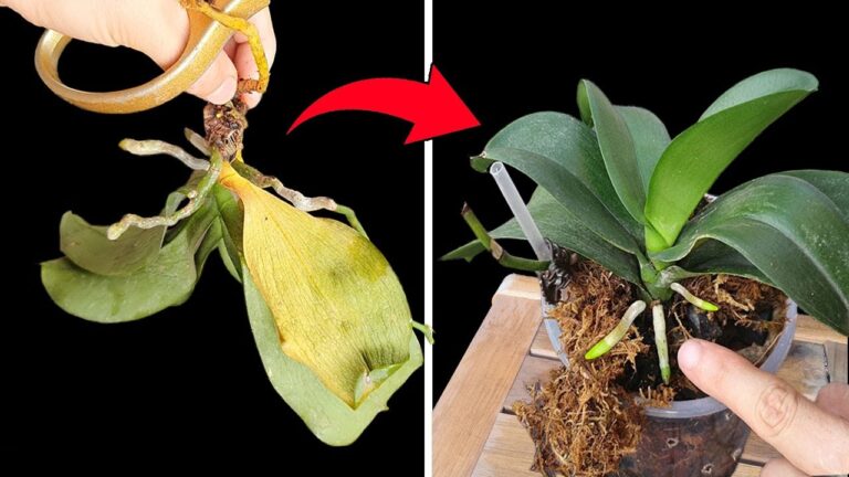 5 Tipps, um deine toten Orchideen wieder zum Blühen zu bringen!