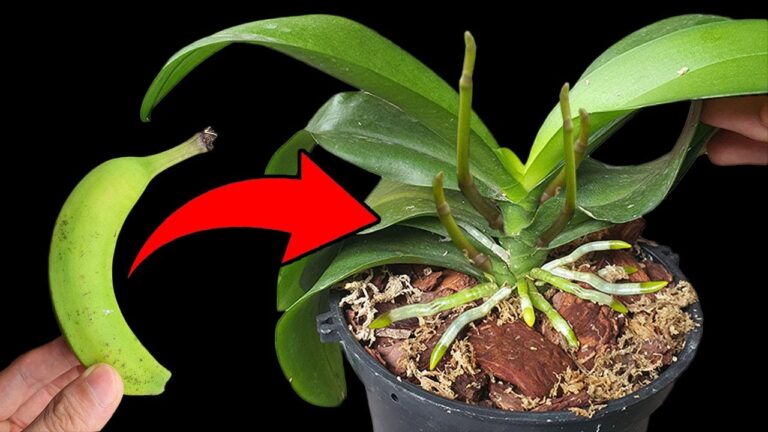 200-mal stärker als Aloe Vera: So bringst du Orchideen für immer zum Blühen!