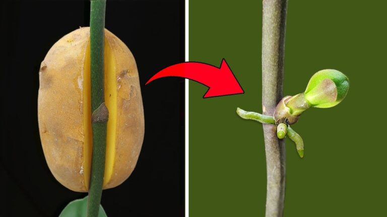 5 Tipps zur Vermehrung von Phalaenopsis mit unglaublichen Ergebnissen entdecken