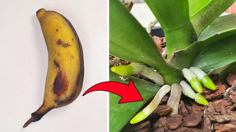 5 Tipps von Experten für gesunde Orchideen mit neuen Wurzeln!