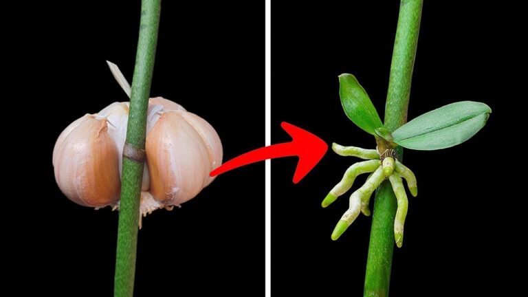 7 einfache Tipps für schnelles Vermehren von Orchideen, die jeder kennen sollte!