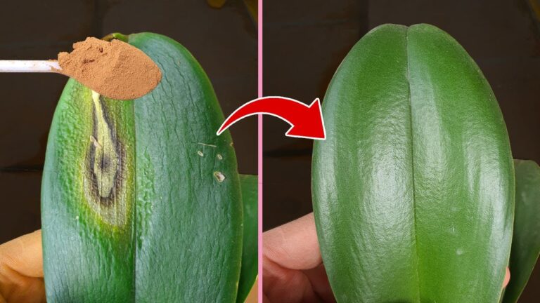 5 einfache Schritte, um welke Orchideenblätter wieder zum Blühen zu bringen