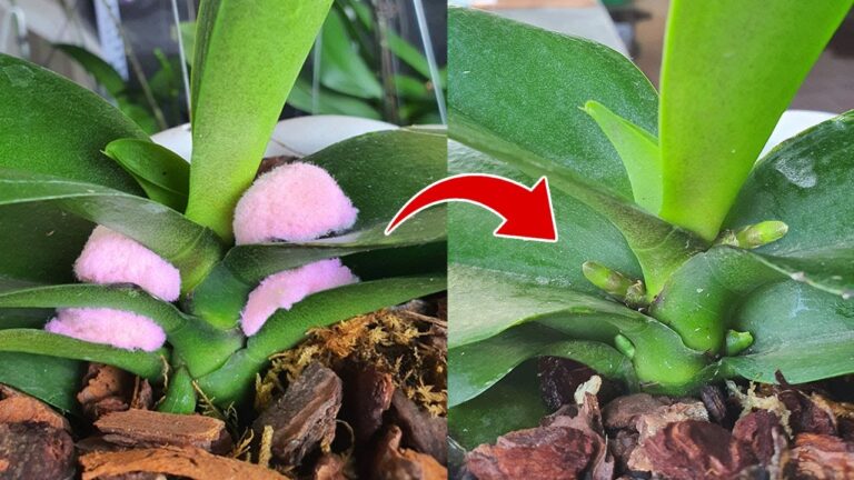 Orchideen erfolgreich vermehren: 5 überraschende Ergebnisse, die begeistern!