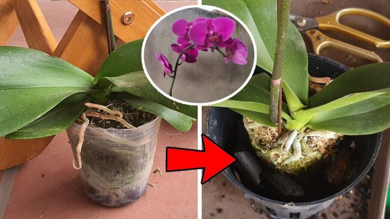 So repotierst du 5 Orchideen während der Blüte ohne Stress für die Pflanze!