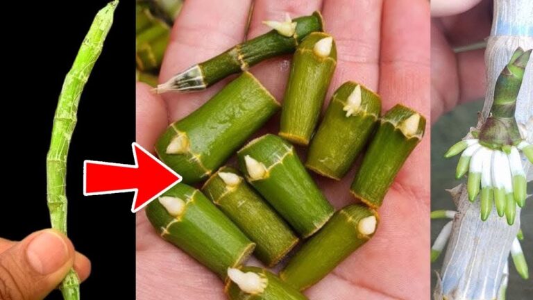 So züchtest du 5 Orchideenarten ganz einfach selbst! Tipps und Tricks für deinen Erfolg.