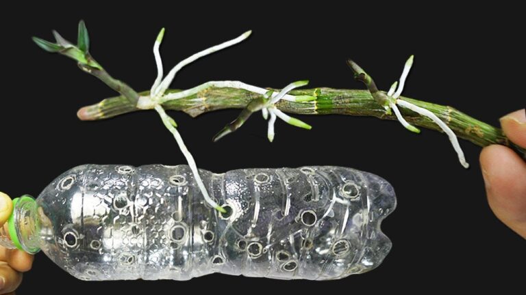 So verwandeln sich 5 Dendrobium-Orchideenäste in eine Sprout-Oase! Entdecke das Geheimnis!