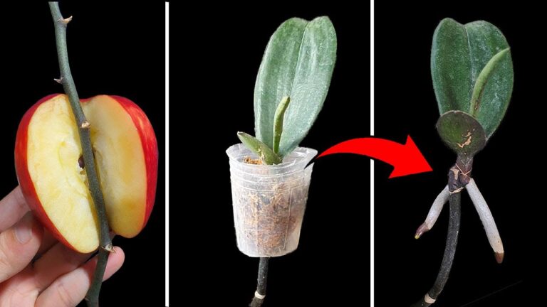 5 einfache Schritte zur sofortigen Vermehrung von Orchideen