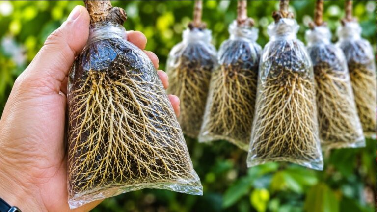 5 Schritte, um jeden Zweig schnell zu bewurzeln – Entdecke die einfache Technik!