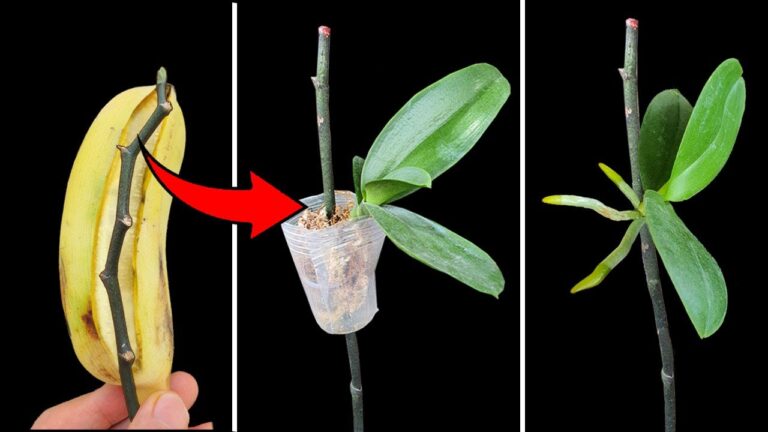 Entdecke 5 erstaunliche Naturdünger, die Orchideen sofort zum Wurzeln bringen!