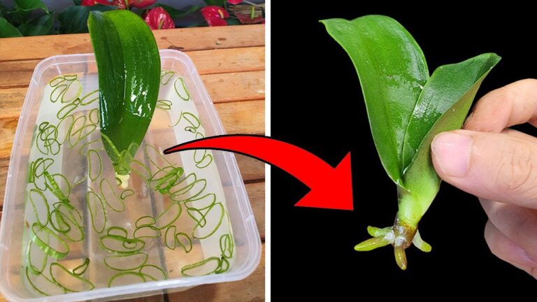 Schnelle 5 Schritte für starke Wurzeln deiner Orchidee – Das geheime Pflegewissen!