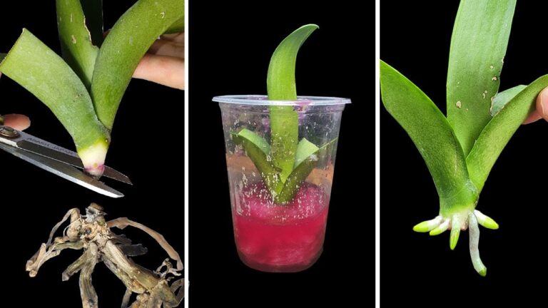 5 magische Tipps gegen Wurzelfäule bei Orchideen für neue, gesunde Wurzeln