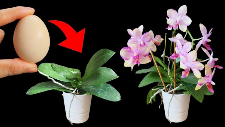 5 erstaunliche Tricks: Mit Eierschalen Orchideen zu Blüten und Knospen bringen!