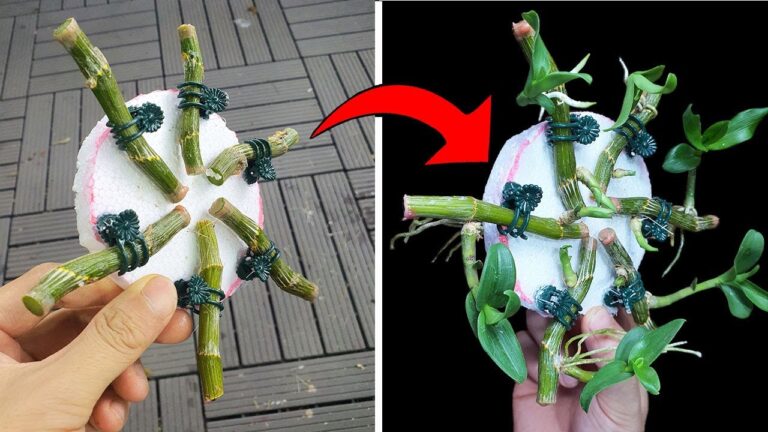 8 einfache Tipps für die perfekte Orchideenzucht mit Styropor