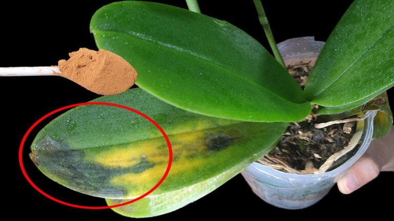 5 Tipps für die Rettung deiner Phalaenopsis-Orchidee – Jetzt richtig umtopfen!