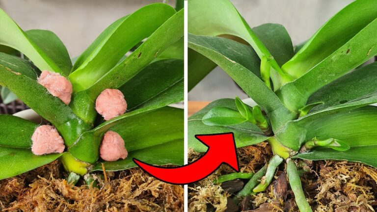 10 erstaunliche Schritte zur Vermehrung von Phalaenopsis-Orchideen und ihre Ergebnisse!