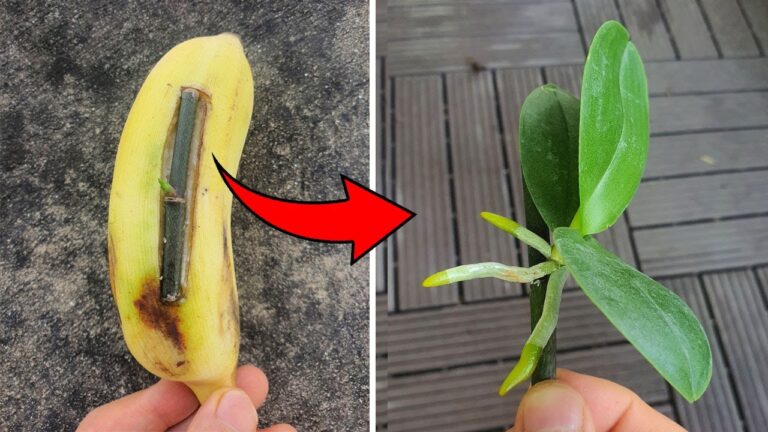 Entdecke die 1 erstaunliche Frucht, die Orchideen sofort zum Wachsen bringt!