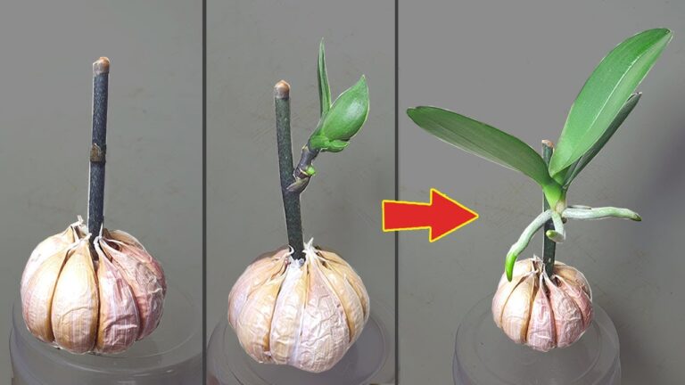 5 Tipps, wie kleine Orchideen aus Blütenzweigen wachsen können!