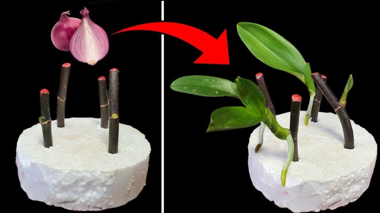 5 Tipps, damit deine Orchidee das ganze Jahr blüht und sprießt!