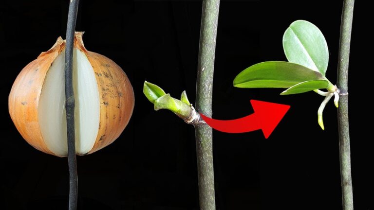 Orchideen aus Blütenzweigen vermehren: 5 einfache Tipps mit Zwiebeln!