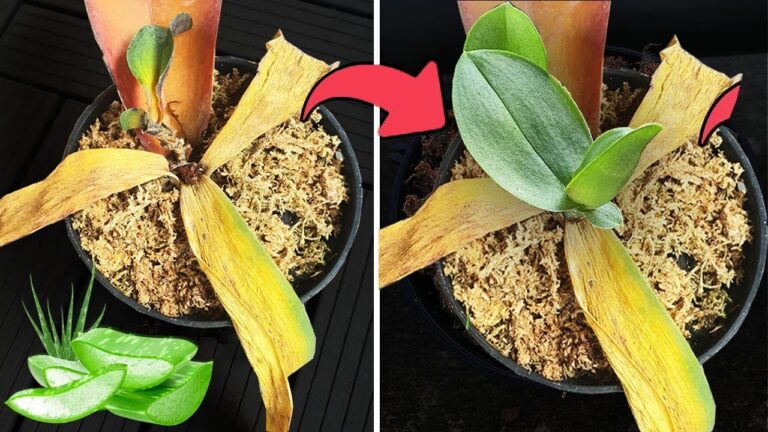 Revive deine Pflanzen mit 1 Blatt Aloe Vera: So beseitigst du Wurzelfäule!