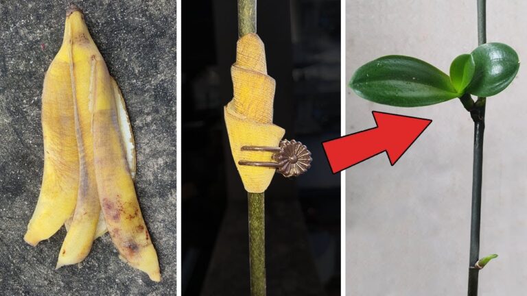 10 überraschende Tipps zur erfolgreichen Vermehrung von Phalaenopsis-Orchideen