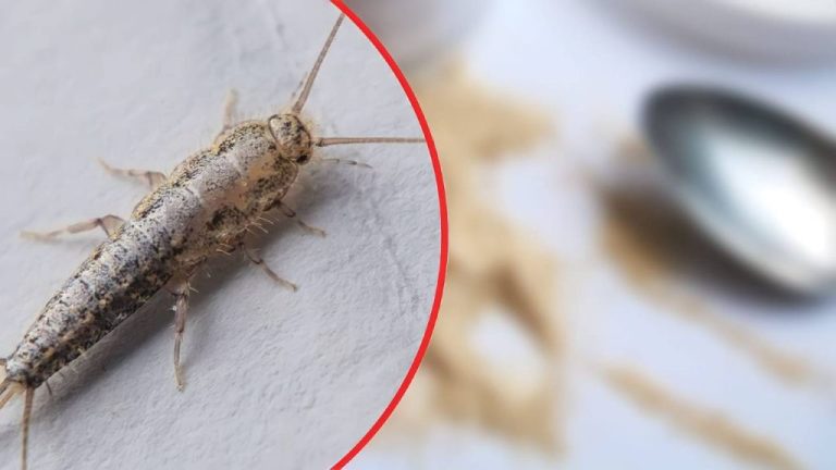Silberfische im Haushalt: So vertreibst du sie nachhaltig