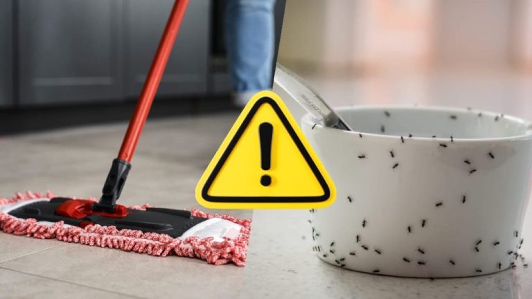 Mit dieser Methode verabschieden Sie sich für immer von Herbstameisen in Ihrem Zuhause