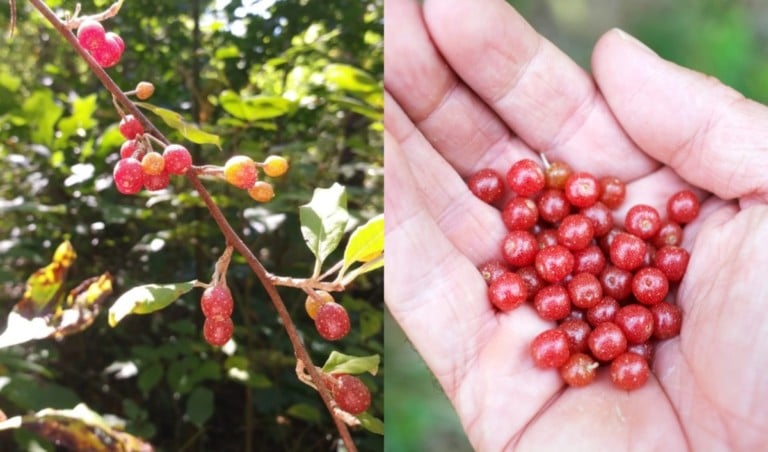 Herbst-Olivenbeeren sammeln und 11 köstliche Rezepte zubereiten