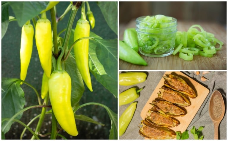 16 Rezepte mit Bananenpaprika, die du unbedingt ausprobieren solltest