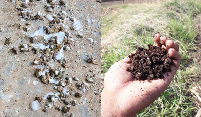 Hühnerdung kompostieren und im Garten verwenden: So geht’s