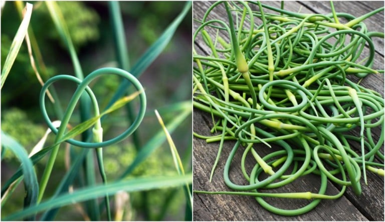 Knoblauchschoten ernten und 15 Rezepte, die du ausprobieren musst