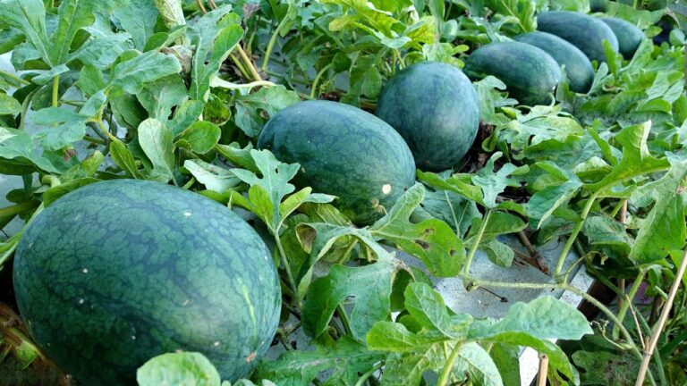 7 Tipps für den Anbau von Melonen auf der Terrasse – einfache Anleitung für Anfänger!