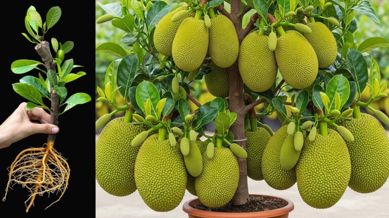 100% mehr Wurzeln und Früchte: Die Geheimnisse der Jackfruit-Revolution entdecken!