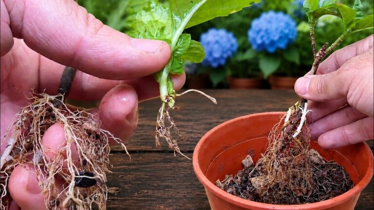 5 einfache Schritte, um Hortensien erfolgreich zu bewurzeln
