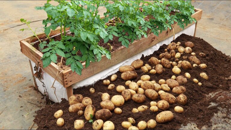 5 Tipps für frühe Kartoffelernte: So erntest du viele leckere Knollen!