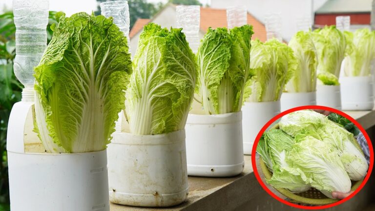 10 geheime Tipps für riesigen Kohl aus Plastikflaschen anbauen