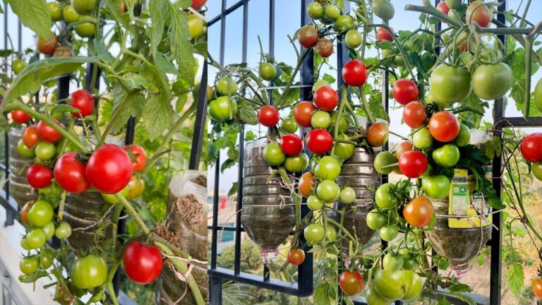 10 Tipps für Tomatenanbau ohne Garten – so gelingt deine Ernte!